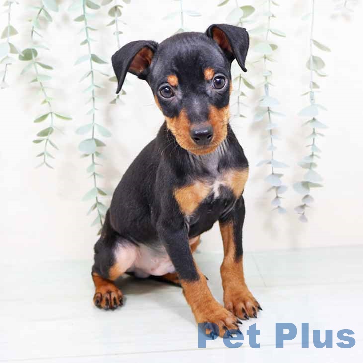 大阪府のミニチュアピンシャー (ペットプラス りんくう泉南店/2025年11月6日生まれ/男の子/ブラックタン)の子犬の1枚目の画像