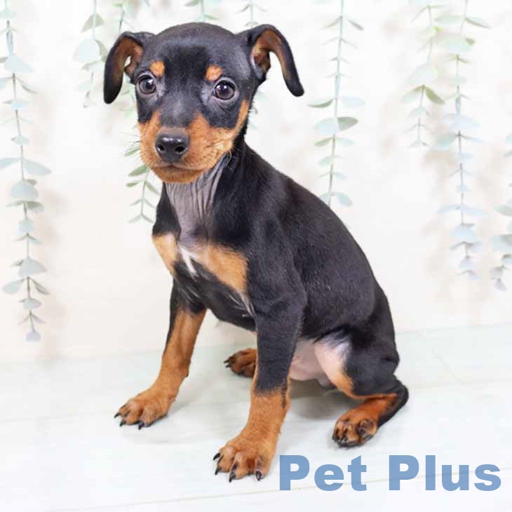 大阪府のミニチュアピンシャー (ペットプラス りんくう泉南店/2025年11月6日生まれ/男の子/ブラックタン)の子犬の2枚目の画像