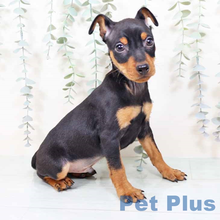 大阪府のミニチュアピンシャー (ペットプラス 堺鉄砲町店/2025年11月6日生まれ/男の子/ブラックタン)の子犬の1枚目の画像