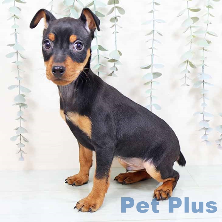 大阪府のミニチュアピンシャー (ペットプラス 堺鉄砲町店/2025年11月6日生まれ/男の子/ブラックタン)の子犬の2枚目の画像