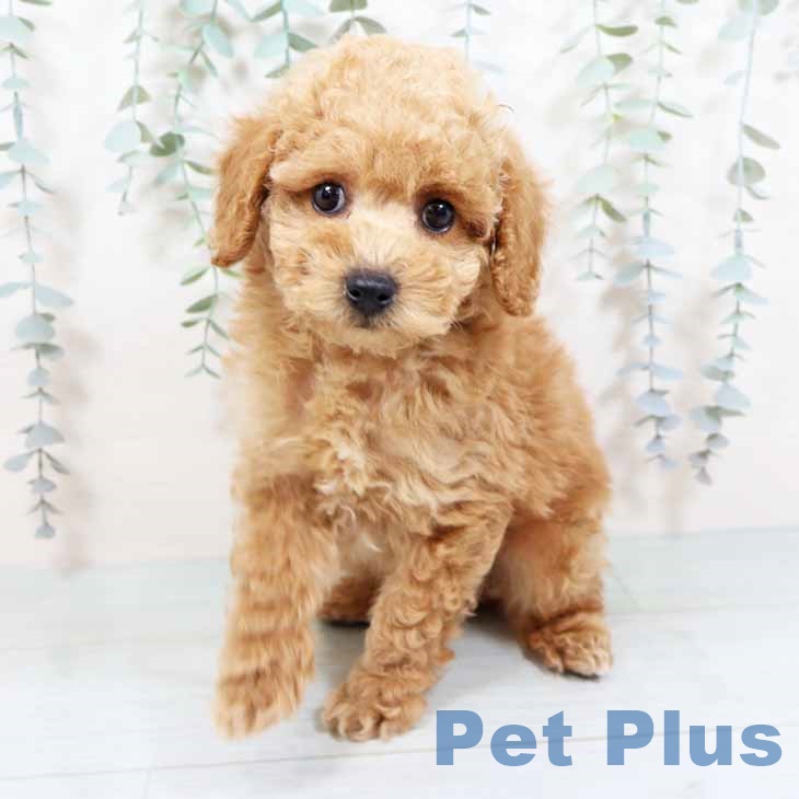 大阪府のトイプードル(トイ) (ペットプラス ららぽーと和泉店/2025年11月5日生まれ/男の子/オレンジフォーン)の子犬の1枚目の画像