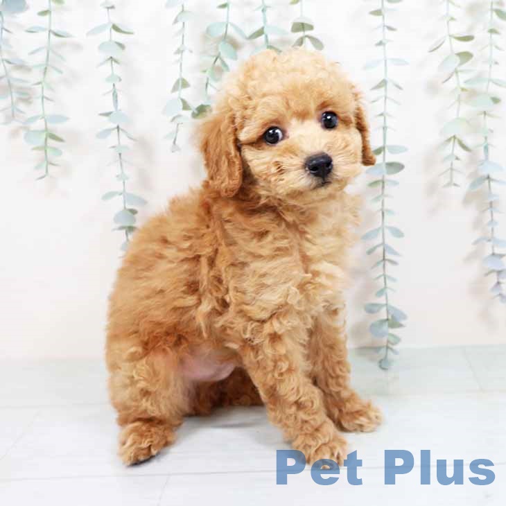 大阪府のトイプードル(トイ) (ペットプラス ららぽーと和泉店/2025年11月5日生まれ/男の子/オレンジフォーン)の子犬の2枚目の画像