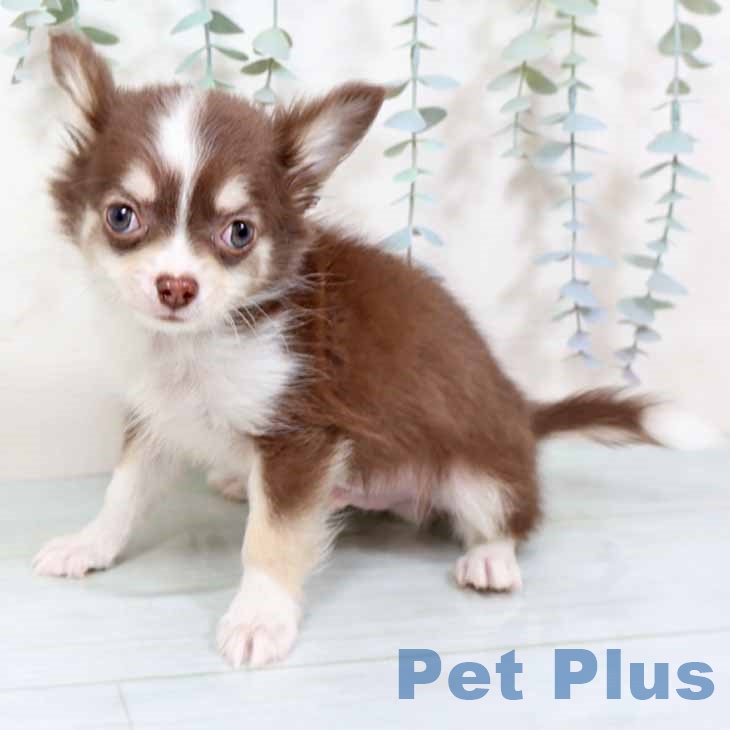 新潟県のチワワ(ロング) (ペットプラス 新潟南店/2025年10月27日生まれ/男の子/チョコレートタンホワイト)の子犬の1枚目の画像