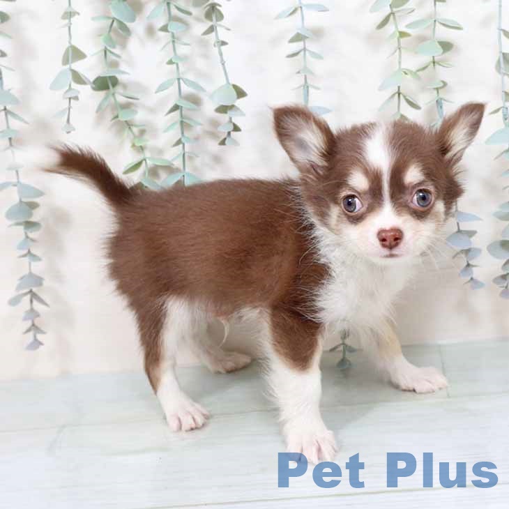 新潟県のチワワ(ロング) (ペットプラス 新潟南店/2025年10月27日生まれ/男の子/チョコレートタンホワイト)の子犬の2枚目の画像