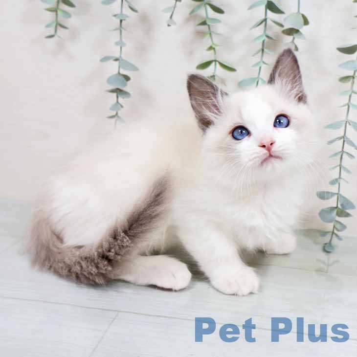新潟県のラグドール (ペットプラス 新潟南店/2025年11月2日生まれ/男の子/ブルーポイントバイカラー)の子猫の1枚目の画像