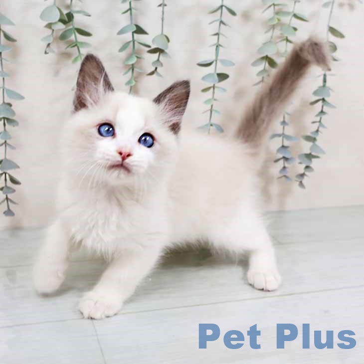 新潟県のラグドール (ペットプラス 新潟南店/2025年11月2日生まれ/男の子/ブルーポイントバイカラー)の子猫の2枚目の画像