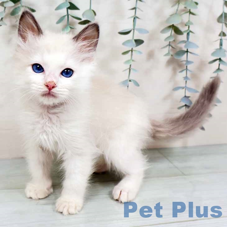 大阪府のラグドール (ペットプラス イオン大日店/2025年11月2日生まれ/男の子/ブルーポイントバイカラー)の子猫の1枚目の画像