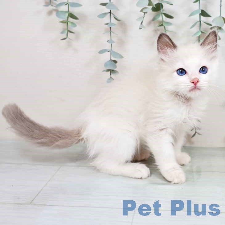 大阪府のラグドール (ペットプラス イオン大日店/2025年11月2日生まれ/男の子/ブルーポイントバイカラー)の子猫の2枚目の画像