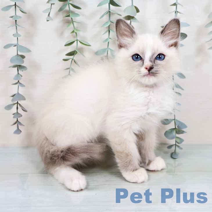 京都府のラグドール (ペットプラス 京都桂川店/2025年11月2日生まれ/男の子/ブルーポイントバイカラー)の子猫の1枚目の画像