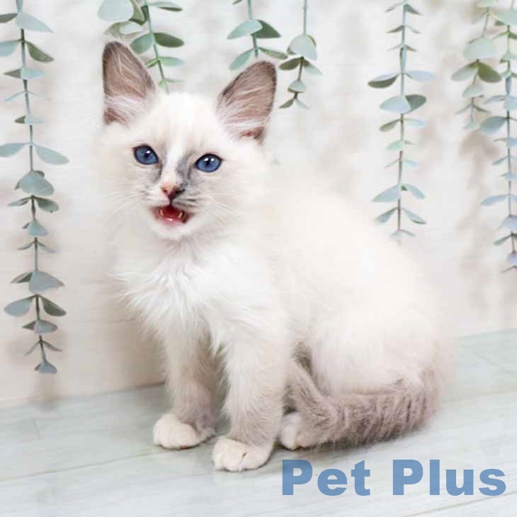 京都府のラグドール (ペットプラス 京都桂川店/2025年11月2日生まれ/男の子/ブルーポイントバイカラー)の子猫の2枚目の画像