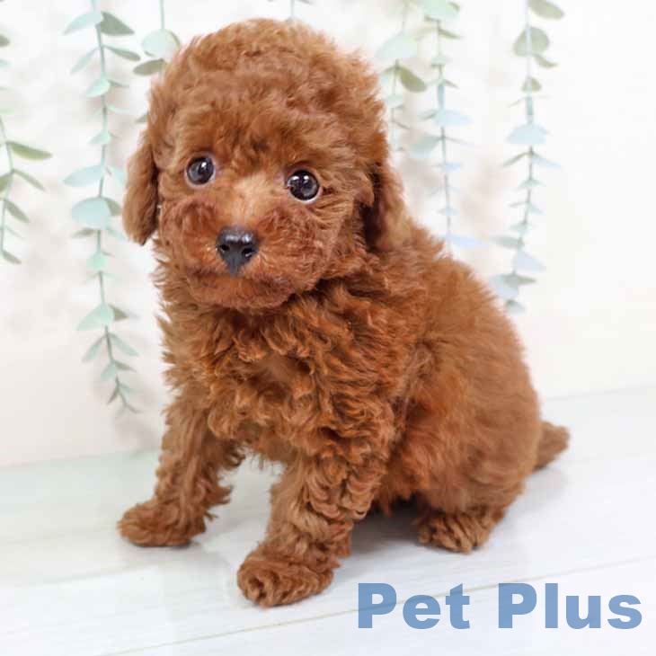 京都府のトイプードル(トイ) (ペットプラス 京都桂川店/2025年11月7日生まれ/男の子/レッドフォーン)の子犬の1枚目の画像