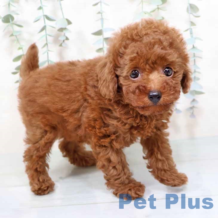 京都府のトイプードル(トイ) (ペットプラス 京都桂川店/2025年11月7日生まれ/男の子/レッドフォーン)の子犬の2枚目の画像