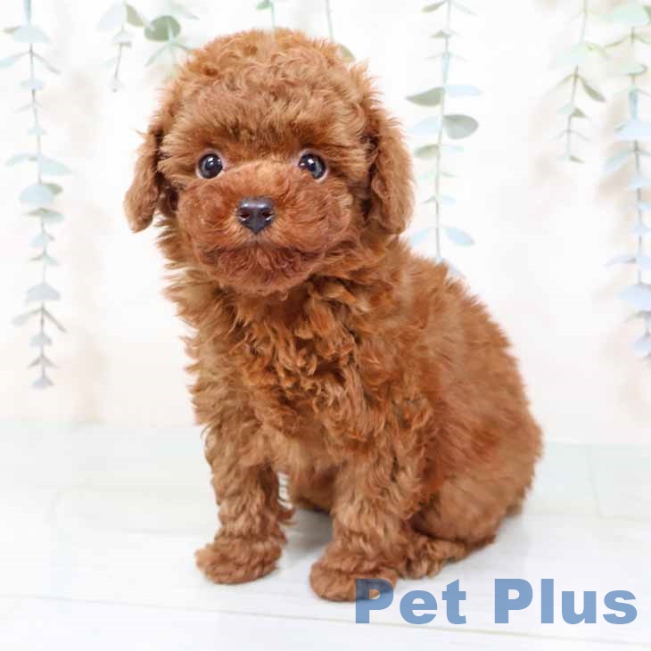 大阪府のトイプードル(トイ) (ペットプラス イオン大日店/2025年11月7日生まれ/女の子/レッドフォーン)の子犬の1枚目の画像