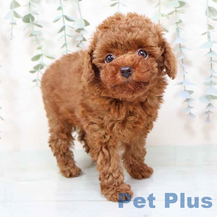 大阪府のトイプードル(トイ) (ペットプラス イオン大日店/2025年11月7日生まれ/女の子/レッドフォーン)の子犬の2枚目の画像