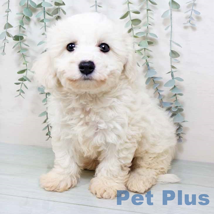 京都府のビションフリーゼ (ペットプラス 久御山店/2025年11月4日生まれ/男の子/ホワイト)の子犬の1枚目の画像