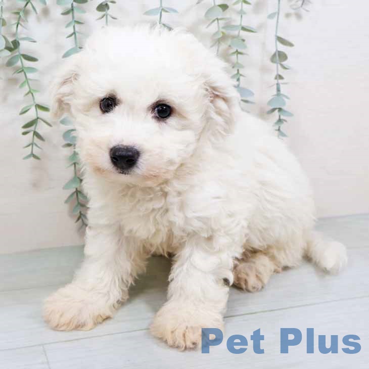 京都府のビションフリーゼ (ペットプラス 醍醐店/2025年11月4日生まれ/男の子/ホワイト)の子犬の1枚目の画像