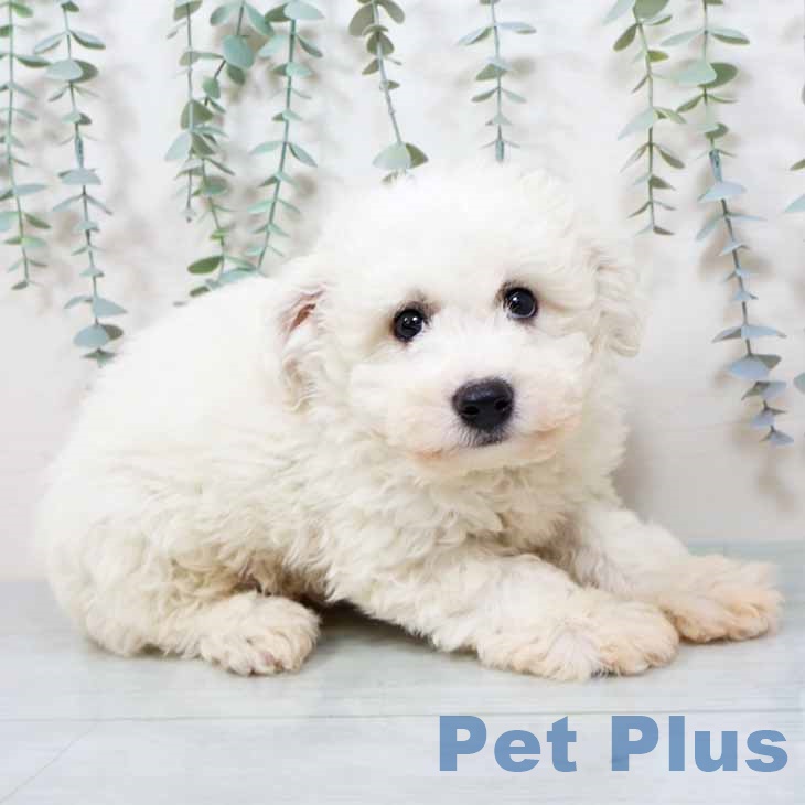 京都府のビションフリーゼ (ペットプラス 醍醐店/2025年11月4日生まれ/男の子/ホワイト)の子犬の2枚目の画像
