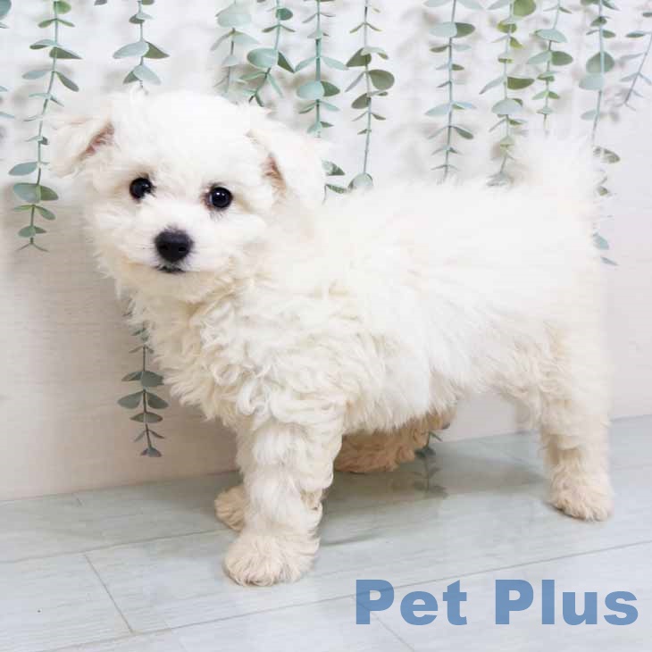 大阪府のビションフリーゼ (ペットプラス ららぽーと和泉店/2025年11月4日生まれ/男の子/ホワイト)の子犬の1枚目の画像