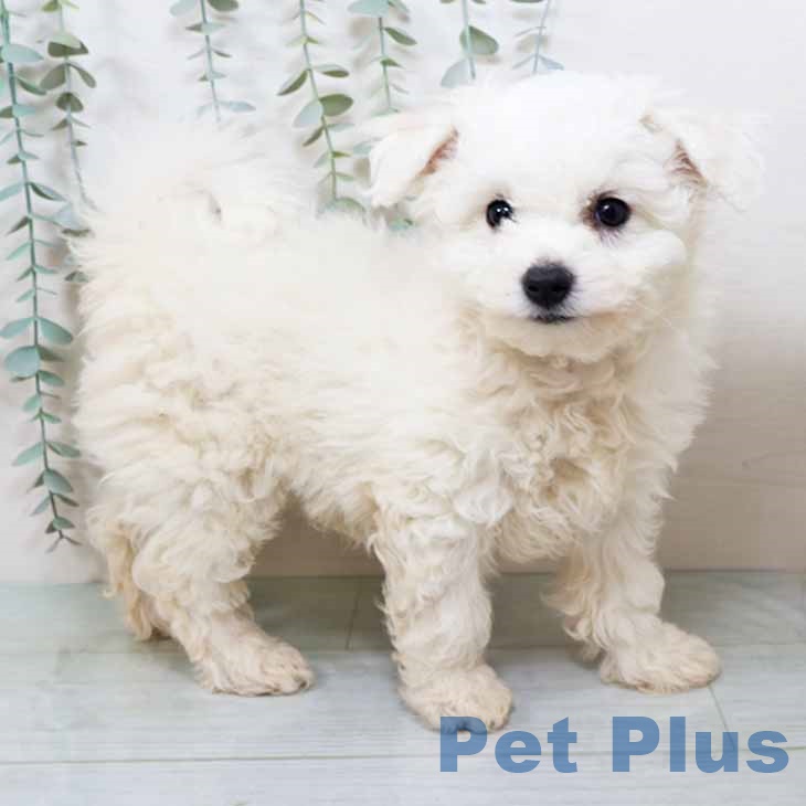 大阪府のビションフリーゼ (ペットプラス ららぽーと和泉店/2025年11月4日生まれ/男の子/ホワイト)の子犬の2枚目の画像