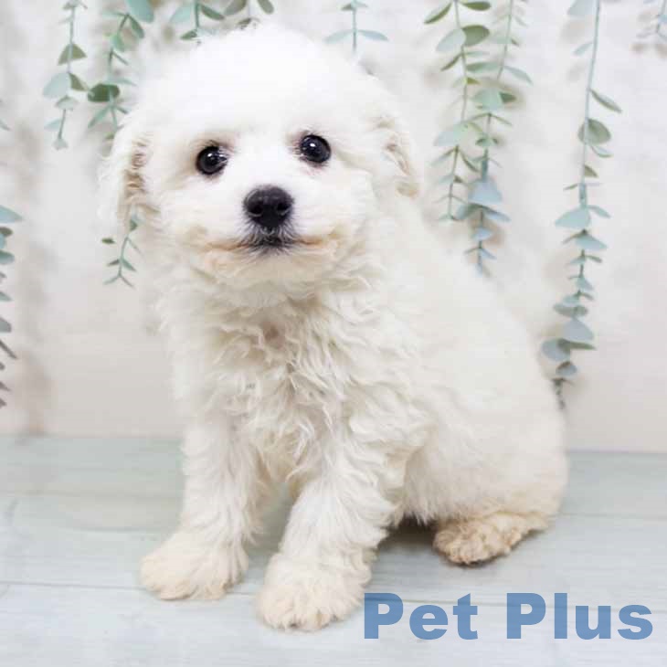 大阪府のビションフリーゼ (ペットプラス りんくう泉南店/2025年11月4日生まれ/男の子/ホワイト)の子犬の1枚目の画像