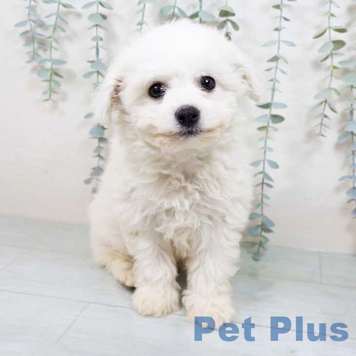 大阪府のビションフリーゼ (ペットプラス りんくう泉南店/2025年11月4日生まれ/男の子/ホワイト)の子犬の2枚目の画像