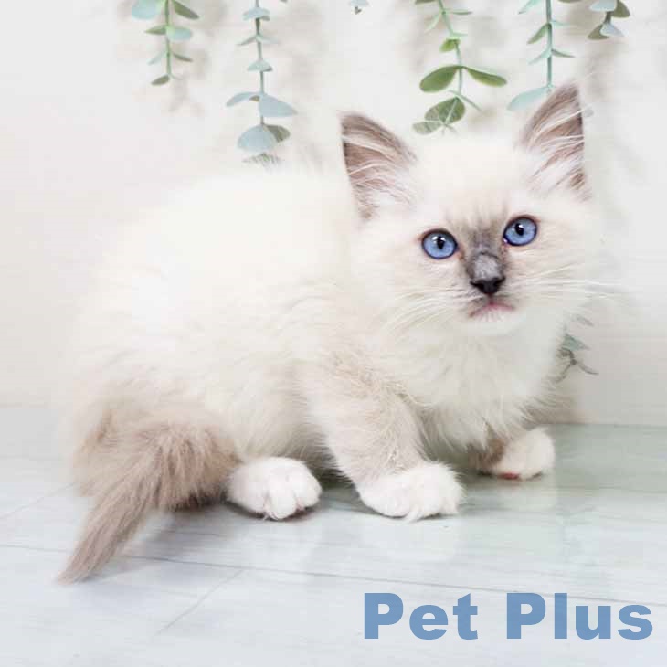 大阪府のラグドール (ペットプラス ららぽーと和泉店/2025年11月7日生まれ/男の子/ブルーポイントミテッド)の子猫の1枚目の画像