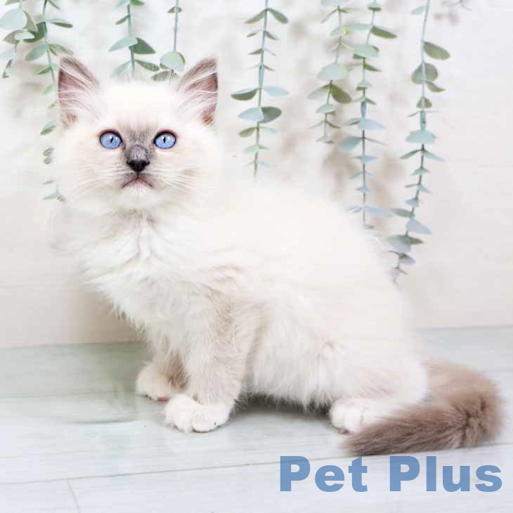 大阪府のラグドール (ペットプラス ららぽーと和泉店/2025年11月7日生まれ/男の子/ブルーポイントミテッド)の子猫の2枚目の画像
