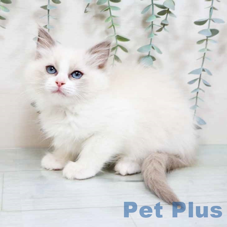 大阪府のラグドール (ペットプラス イオン大日店/2025年11月7日生まれ/女の子/ブルーポイントバイカラー)の子猫の2枚目の画像