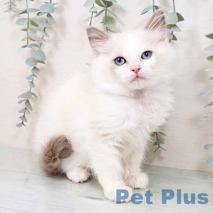 大阪府のラグドール (ペットプラス りんくう泉南店/2025年11月7日生まれ/女の子/ブルーポイントバイカラー)の子猫の1枚目の画像