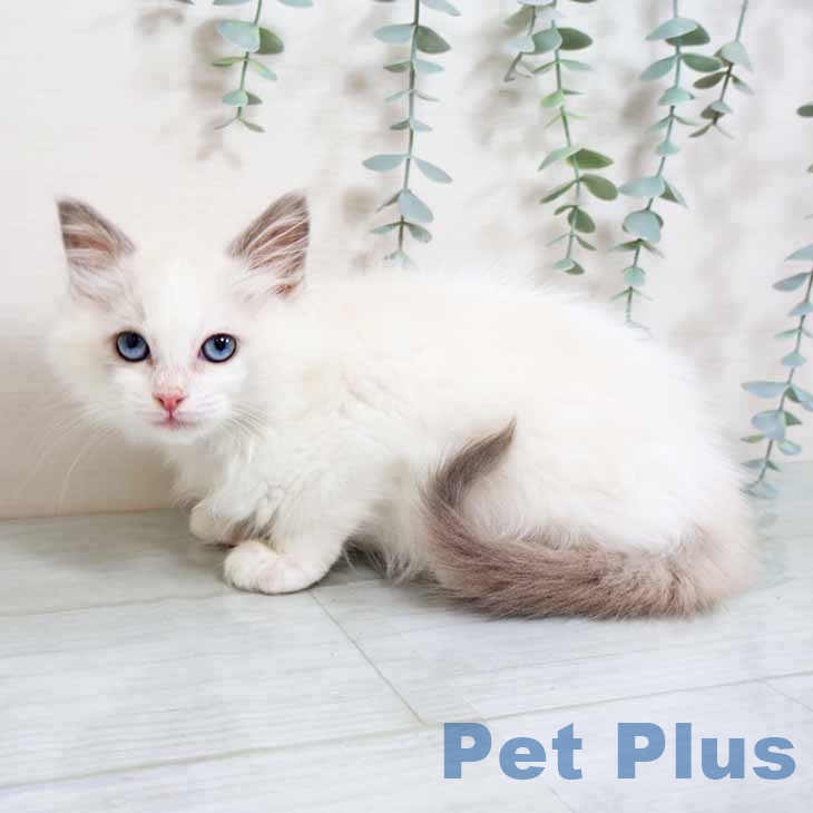 大阪府のラグドール (ペットプラス りんくう泉南店/2025年11月7日生まれ/女の子/ブルーポイントバイカラー)の子猫の2枚目の画像