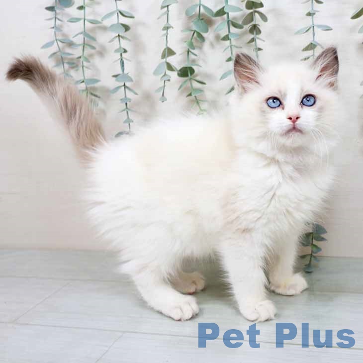 大阪府のラグドール (ペットプラス りんくう泉南店/2025年11月7日生まれ/女の子/ブルーポイントバイカラー)の子猫の1枚目の画像