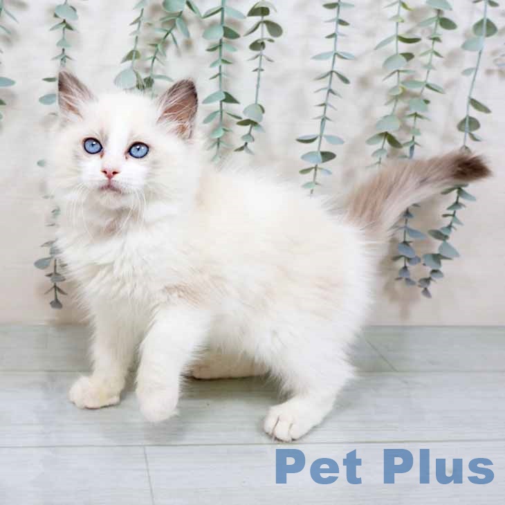 大阪府のラグドール (ペットプラス りんくう泉南店/2025年11月7日生まれ/女の子/ブルーポイントバイカラー)の子猫の2枚目の画像