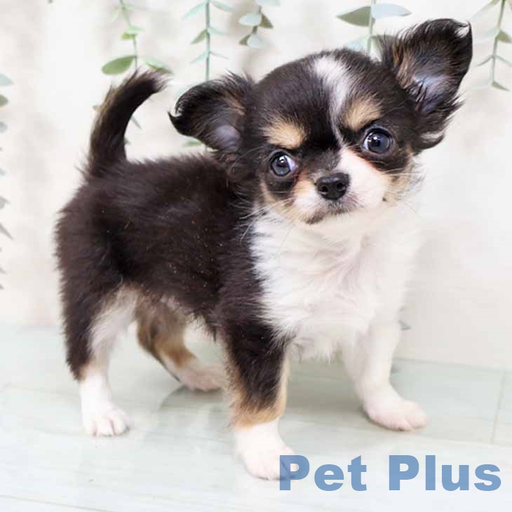 兵庫県のチワワ(ロング) (ペットプラス 姫路大津店/2025年11月2日生まれ/女の子/ブラックタンホワイト)の子犬の1枚目の画像