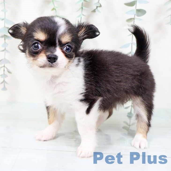 兵庫県のチワワ(ロング) (ペットプラス 姫路大津店/2025年11月2日生まれ/女の子/ブラックタンホワイト)の子犬の2枚目の画像