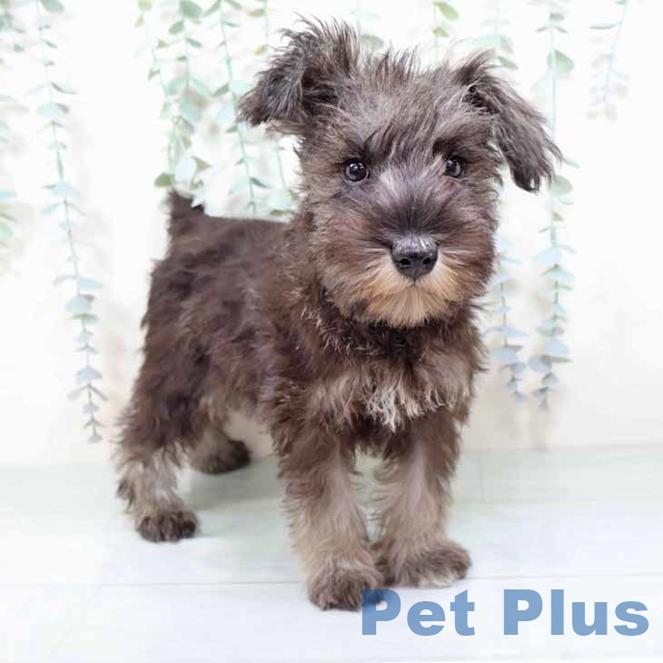 大阪府のミニチュアシュナウザー (ペットプラス 鶴見店/2025年10月24日生まれ/女の子/ソルトペッパー)の子犬の1枚目の画像