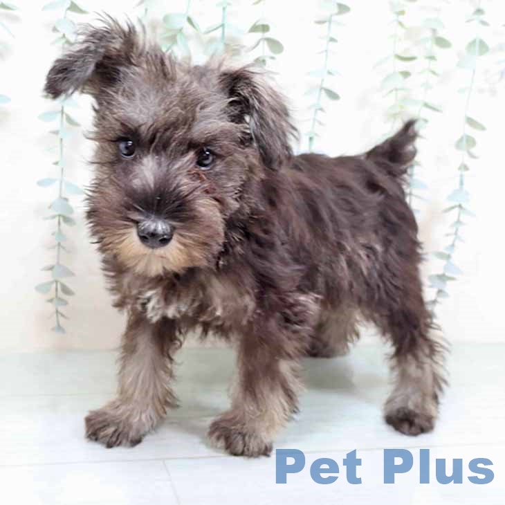 大阪府のミニチュアシュナウザー (ペットプラス 鶴見店/2025年10月24日生まれ/女の子/ソルトペッパー)の子犬の2枚目の画像