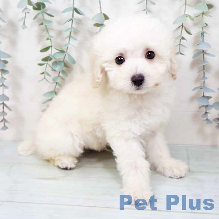 大阪府のトイプードル(トイ) (ペットプラス 鶴見店/2025年11月4日生まれ/男の子/ペールフォーン)の子犬の1枚目の画像