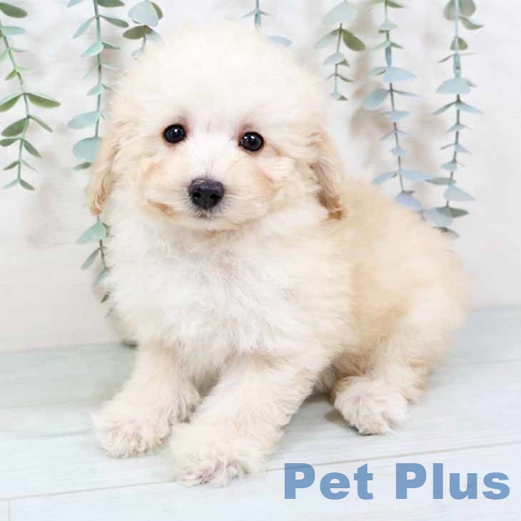 京都府のトイプードル(トイ) (ペットプラス 京都桂川店/2025年11月4日生まれ/女の子/ペールフォーン)の子犬の1枚目の画像