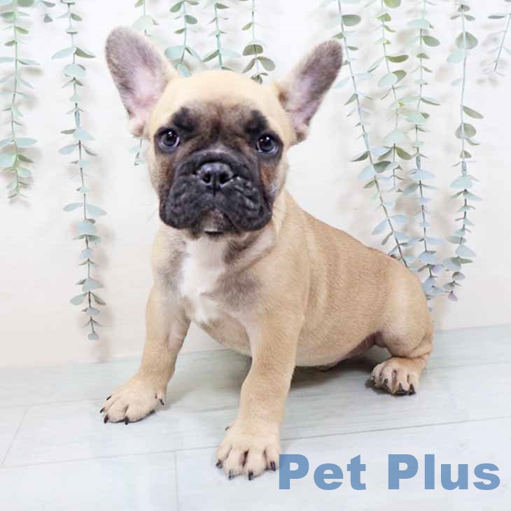 和歌山県のフレンチブルドッグ (ペットプラス 和歌山店/2025年11月4日生まれ/男の子/フォーン)の子犬の1枚目の画像