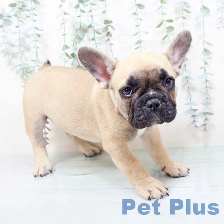 和歌山県のフレンチブルドッグ (ペットプラス 和歌山店/2025年11月4日生まれ/男の子/フォーン)の子犬の2枚目の画像