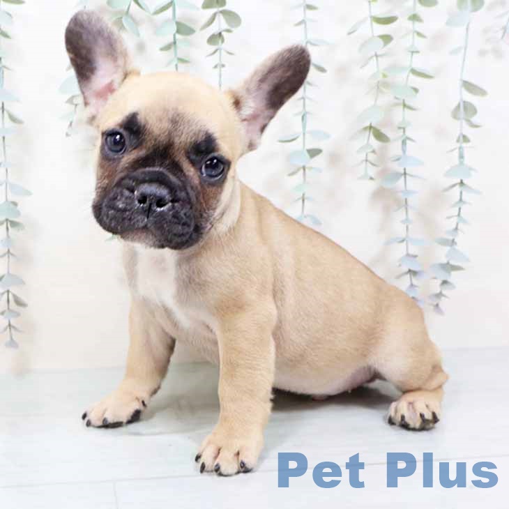 大阪府のフレンチブルドッグ (ペットプラス ららぽーと和泉店/2025年11月4日生まれ/男の子/フォーン)の子犬の1枚目の画像