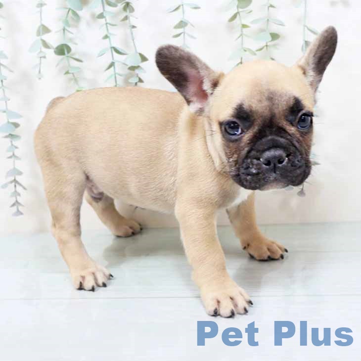大阪府のフレンチブルドッグ (ペットプラス ららぽーと和泉店/2025年11月4日生まれ/男の子/フォーン)の子犬の2枚目の画像