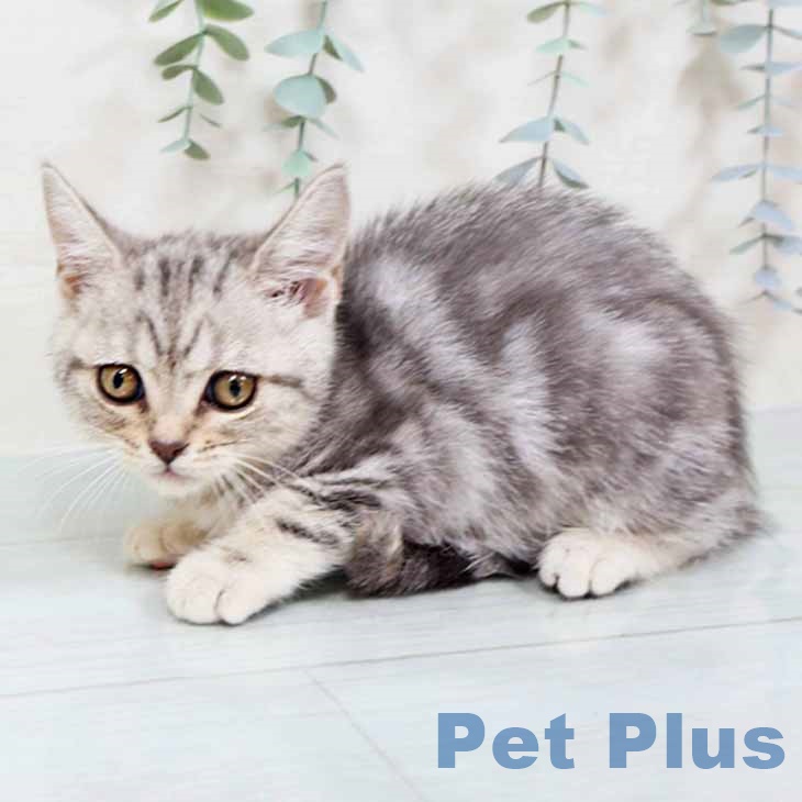 京都府のスコティッシュフォールド (ペットプラス イオンモールKYOTO店/2025年11月2日生まれ/女の子/シルバータビー)の子猫の2枚目の画像