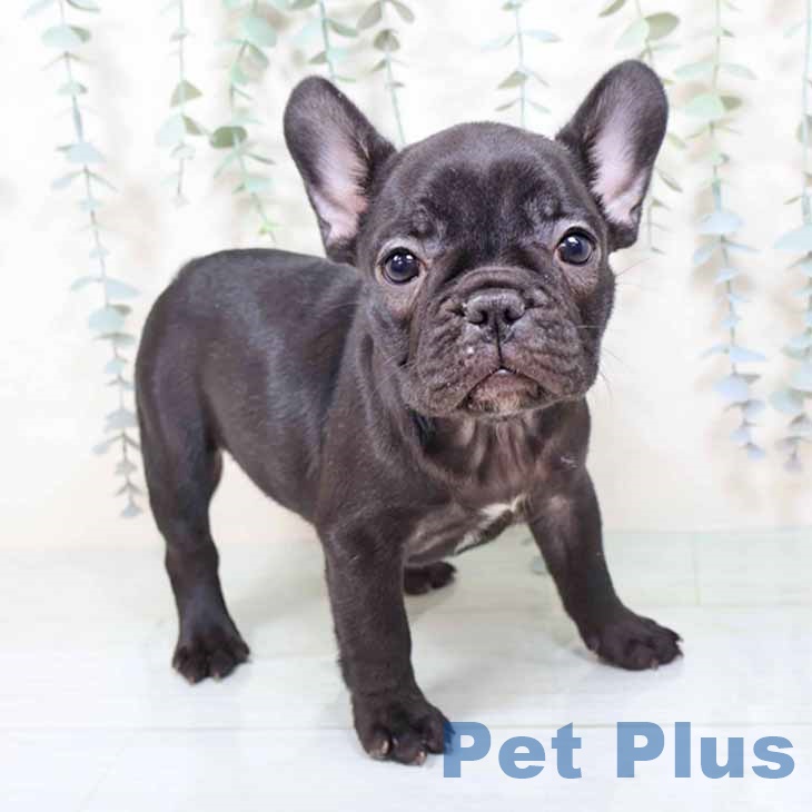 大阪府のフレンチブルドッグ (ペットプラス 鶴見店/2025年11月9日生まれ/女の子/ブリンドル)の子犬の1枚目の画像
