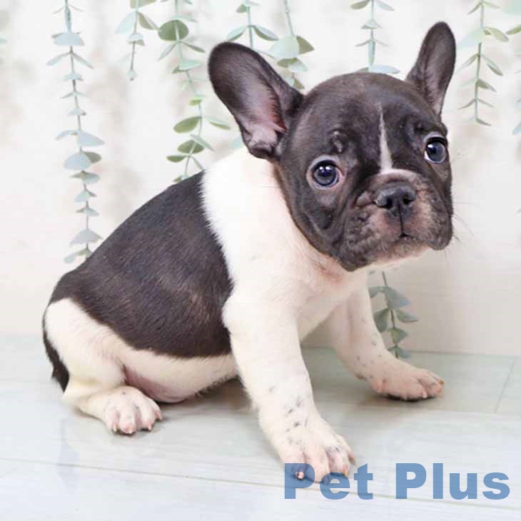 大阪府のフレンチブルドッグ (ペットプラス 四條畷店/2025年11月9日生まれ/男の子/パイド)の子犬の2枚目の画像
