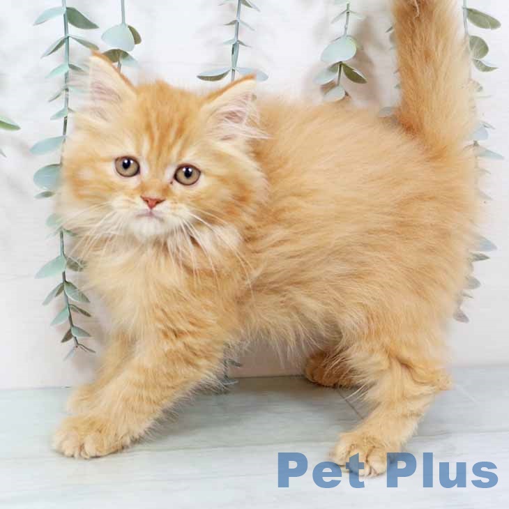 大阪府のラガマフィン (ペットプラス イオン大日店/2025年11月12日生まれ/男の子/レッドタビー)の子猫の1枚目の画像