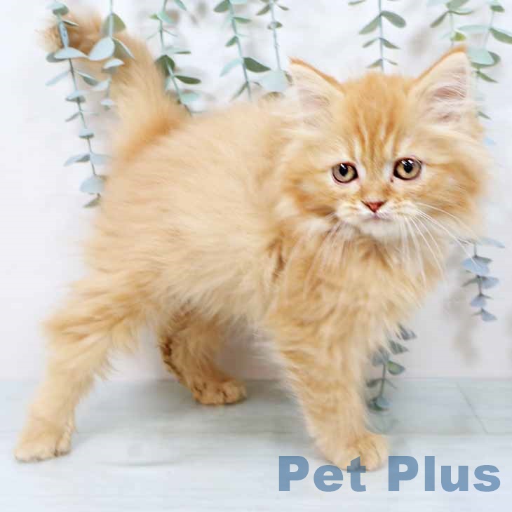 大阪府のラガマフィン (ペットプラス イオン大日店/2025年11月12日生まれ/男の子/レッドタビー)の子猫の2枚目の画像