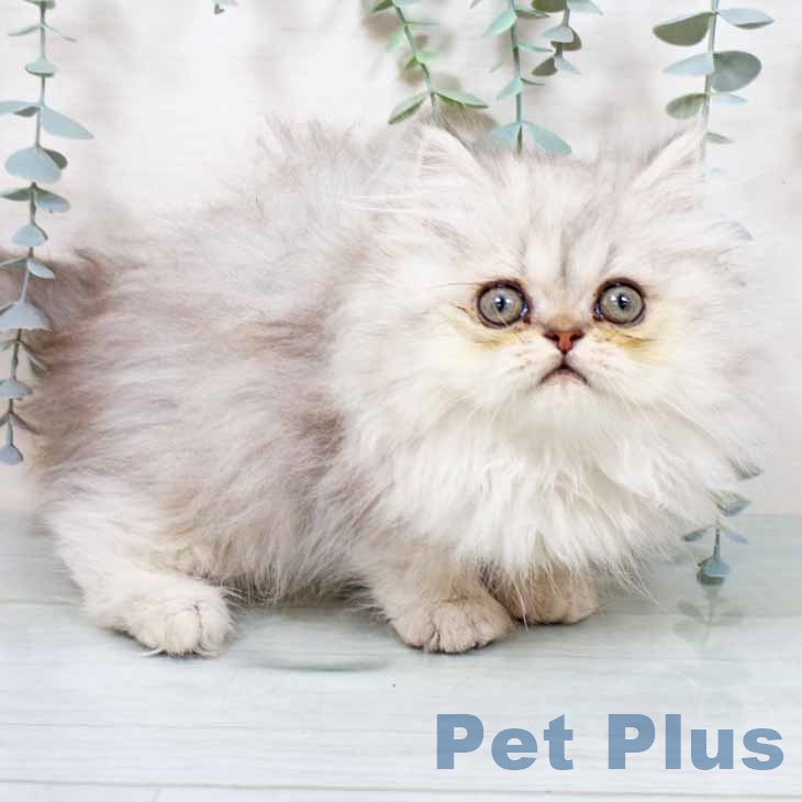 京都府のエキゾチック (ペットプラス 京都桂川店/2025年11月8日生まれ/男の子/シルバータビー)の子猫の2枚目の画像