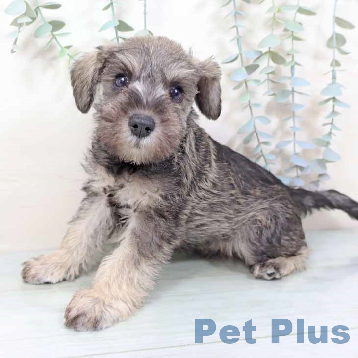 新潟県のミニチュアシュナウザー (ペットプラス 新潟南店/2025年11月11日生まれ/女の子/ソルトペッパー)の子犬の2枚目の画像