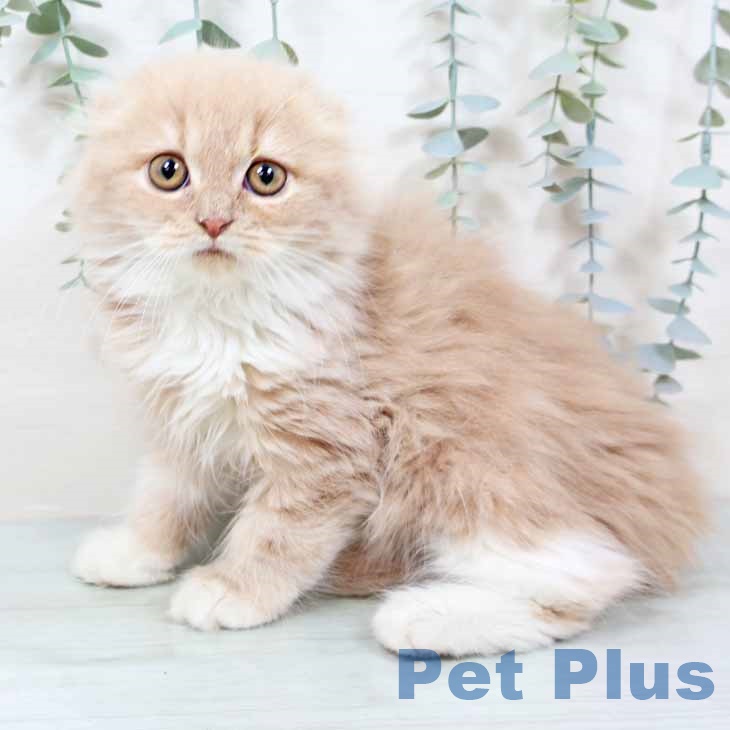 京都府のスコティッシュフォールド (ペットプラス イオンモールKYOTO店/2025年10月20日生まれ/男の子/クリームタビーホワイト)の子猫の1枚目の画像